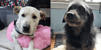 Impulsan campaña de adopción de perritos rescatados en el sistema frontal que está afectando a Valparaíso