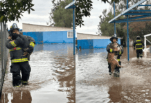 Noble acción: Bomberos rescataron a 13 canes que se estaban anegando en estadio de Ovalle, producto de las lluvias