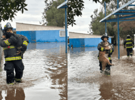 Noble acción: Bomberos rescataron a 13 canes que se estaban anegando en estadio de Ovalle, producto de las lluvias