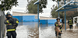 Noble acción: Bomberos rescataron a 13 canes que se estaban anegando en estadio de Ovalle, producto de las lluvias