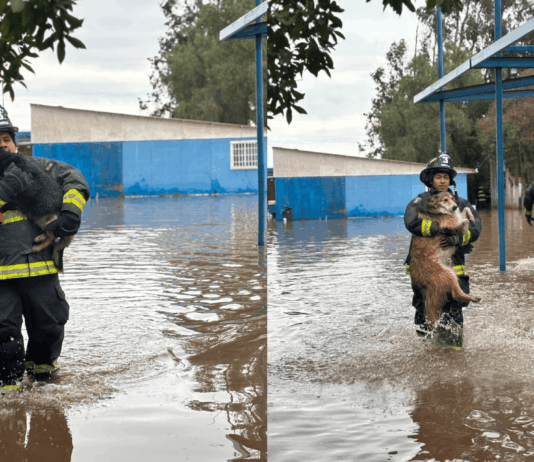 Noble acción: Bomberos rescataron a 13 canes que se estaban anegando en estadio de Ovalle, producto de las lluvias