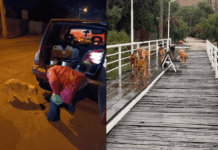 Todos podemos colaborar: ¡Ayúdemos a que Cuatro Patitas Illapel pueda seguir ayudando a los animales de la comuna, afectados por las lluvias ¡