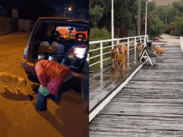 Todos podemos colaborar: ¡Ayúdemos a que Cuatro Patitas Illapel pueda seguir ayudando a los animales de la comuna, afectados por las lluvias ¡