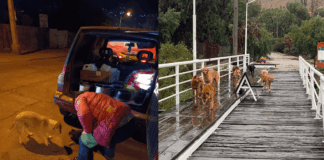 Todos podemos colaborar: ¡Ayúdemos a que Cuatro Patitas Illapel pueda seguir ayudando a los animales de la comuna, afectados por las lluvias ¡