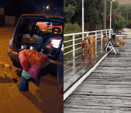 Todos podemos colaborar: ¡Ayúdemos a que Cuatro Patitas Illapel pueda seguir ayudando a los animales de la comuna, afectados por las lluvias ¡