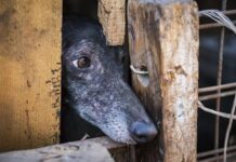 Malas noticias: Postergan nuevamente la votación de proyecto de ley que busca prohíbir las carreras de perros galgos en nuestro país