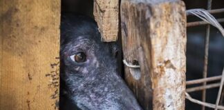 Malas noticias: Postergan nuevamente la votación de proyecto de ley que busca prohíbir las carreras de perros galgos en nuestro país