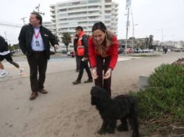Buena iniciativa: Resguardarán a perros abandonados que viven en el sector costero de La Serena, durante el temporal que afectará a la zona central