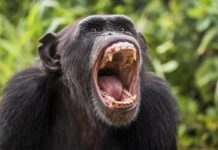 Hoy celebramos un momento histórico ¡Feliz Día Mundial del Chimpancé!