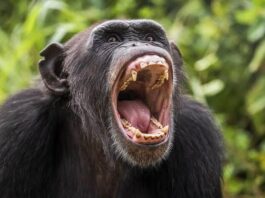 Hoy celebramos un momento histórico ¡Feliz Día Mundial del Chimpancé!