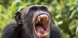 Hoy celebramos un momento histórico ¡Feliz Día Mundial del Chimpancé!