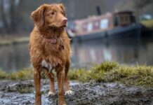 Rescatistas demandan a la Municipalidad de Valparaíso albergues transitorios para animales comunitarios frente al temporal de lluvias que se avecinan