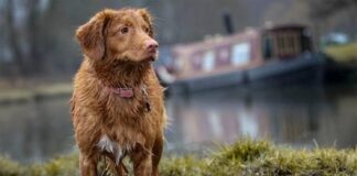 Rescatistas demandan a la Municipalidad de Valparaíso albergues transitorios para animales comunitarios frente al temporal de lluvias que se avecinan