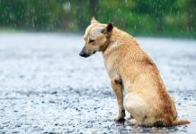 ¿Cuáles son las consecuencias legales de dejar un animal de compañía expuesto a la lluvia y el frío?