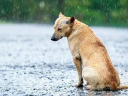 ¿Cuáles son las consecuencias legales de dejar un animal de compañía expuesto a la lluvia y el frío?