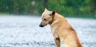 ¿Cuáles son las consecuencias legales de dejar un animal de compañía expuesto a la lluvia y el frío?