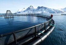 12 salmoneras registran 435.546 toneladas de producción al margen de la ley por eludir la evaluación ambiental, según revela investigación de Fundación Terram