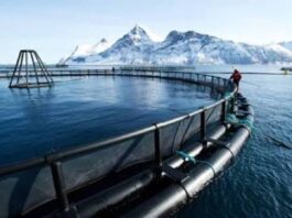 12 salmoneras registran 435.546 toneladas de producción al margen de la ley por eludir la evaluación ambiental, según revela investigación de Fundación Terram