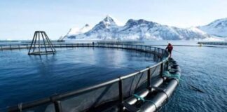 12 salmoneras registran 435.546 toneladas de producción al margen de la ley por eludir la evaluación ambiental, según revela investigación de Fundación Terram