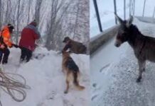 Rescataron a burro que quedó atrapado luego de intensa nevazón camino a la Parva