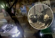 Apareció en estado de ebriedad: ¿qué se sabe del tutor de los perros abandonados en Santiago Centro?