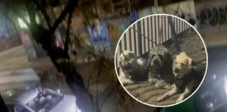 Apareció en estado de ebriedad: ¿qué se sabe del tutor de los perros abandonados en Santiago Centro?
