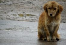 Cuestionan a Municipio de Viña del Mar por no habilitar un albergue para animales abandonados, en medio del fuerte temporal presente