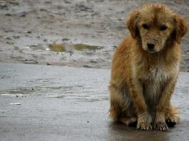 Cuestionan a Municipio de Viña del Mar por no habilitar un albergue para animales abandonados, en medio del fuerte temporal presente