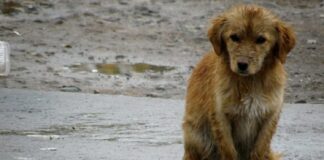 Cuidar a las mascotas más allá del temporal (Opinión)