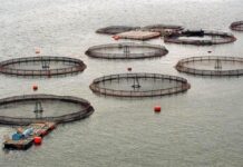Organizaciones rechazan la flexibilización de estándares ambientales para la industria salmonera en Chile
