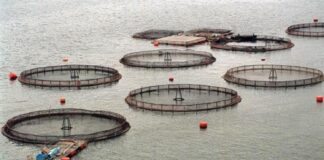 Organizaciones rechazan la flexibilización de estándares ambientales para la industria salmonera en Chile