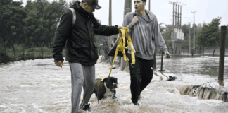 Sistema frontal: Colmevet recuerda considerar a la dimensión animal ante la emergencia preventiva en 10 regiones del país