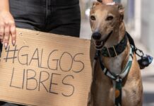 ¿Qué viene ahora, luego de la aprobación del proyecto de ley que prohíbe las carreras de perros galgos en la Cámara de Diputados?