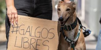 ¿Qué viene ahora, luego de la aprobación del proyecto de ley que prohíbe las carreras de perros galgos en la Cámara de Diputados?