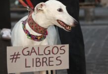 Un paso importante para los animales: Valoran aprobación de la Cámara de Diputados respecto al proyecto de prohibición de las carreras de perros galgos