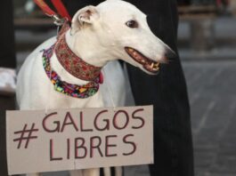 Un paso importante para los animales: Valoran aprobación de la Cámara de Diputados respecto al proyecto de prohibición de las carreras de perros galgos