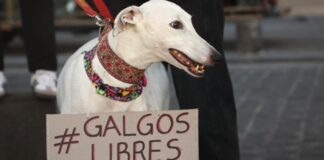 Un paso importante para los animales: Valoran aprobación de la Cámara de Diputados respecto al proyecto de prohibición de las carreras de perros galgos