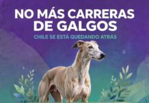¡Chile le dice no a las carreras de perros galgos¡: Convocan a manifestarse en el Congreso Nacional cuando diputados voten sobre la materia