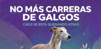 ¡Chile le dice no a las carreras de perros galgos¡: Convocan a manifestarse en el Congreso Nacional cuando diputados voten sobre la materia