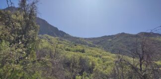 Anillos de crecimiento para entender el futuro de los bosques de Chile central frente a la sequía