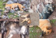 Indignante noticia: Denuncian la muerte de varios perros en Petorca por envenenamiento