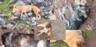 Indignante noticia: Denuncian la muerte de varios perros en Petorca por envenenamiento