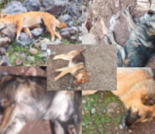 Indignante noticia: Denuncian la muerte de varios perros en Petorca por envenenamiento