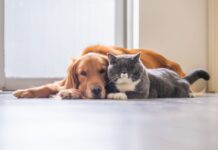 Tratamientos con anticuerpos monoclonales: de la medicina humana a la salud veterinaria