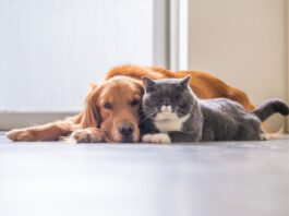 Tratamientos con anticuerpos monoclonales: de la medicina humana a la salud veterinaria