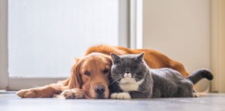 Tratamientos con anticuerpos monoclonales: de la medicina humana a la salud veterinaria