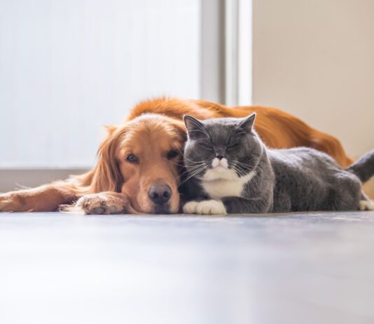 Tratamientos con anticuerpos monoclonales: de la medicina humana a la salud veterinaria