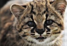 La primera versión del Guiña Fest celebra la Biodiversidad del Bio Bío