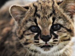 La primera versión del Guiña Fest celebra la Biodiversidad del Bio Bío