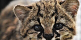 La primera versión del Guiña Fest celebra la Biodiversidad del Bio Bío